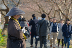 早く行き過ぎた河津桜まつり８