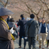早く行き過ぎた河津桜まつり８