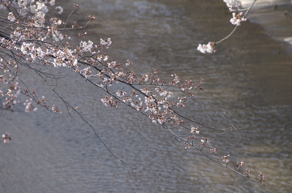 石神井川の桜