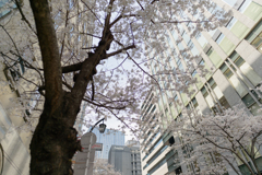 日本橋さくら通り８