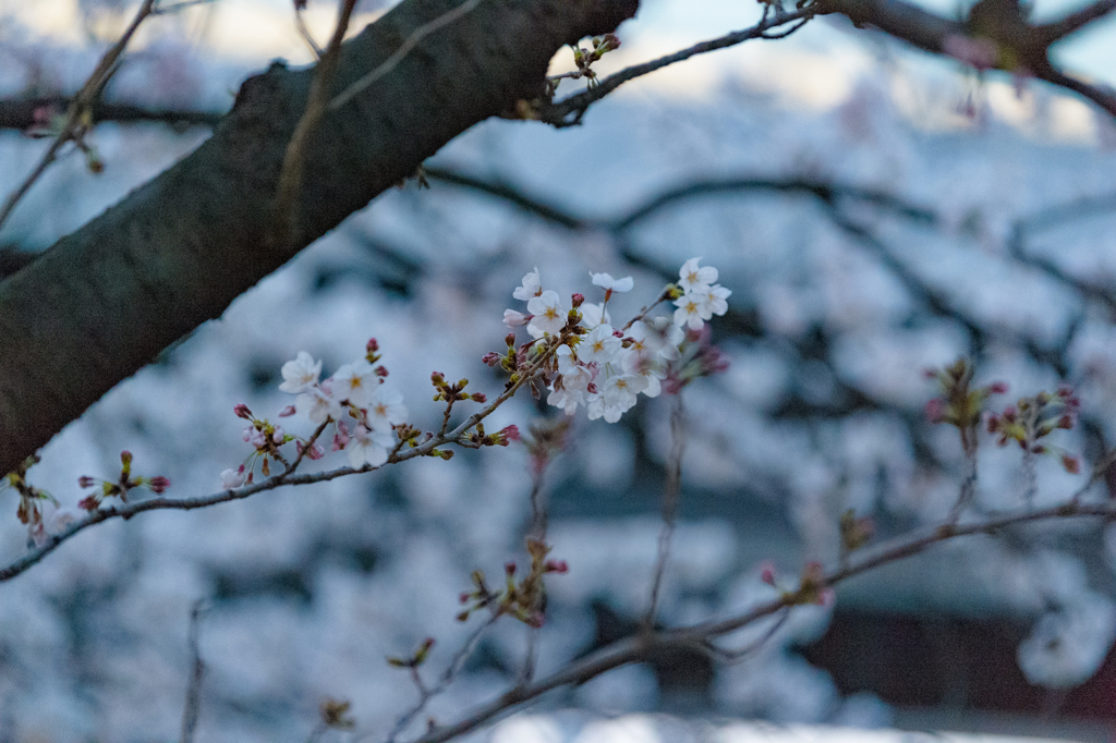 目黒川の桜８
