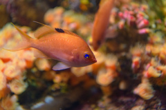 癒しの水族館６