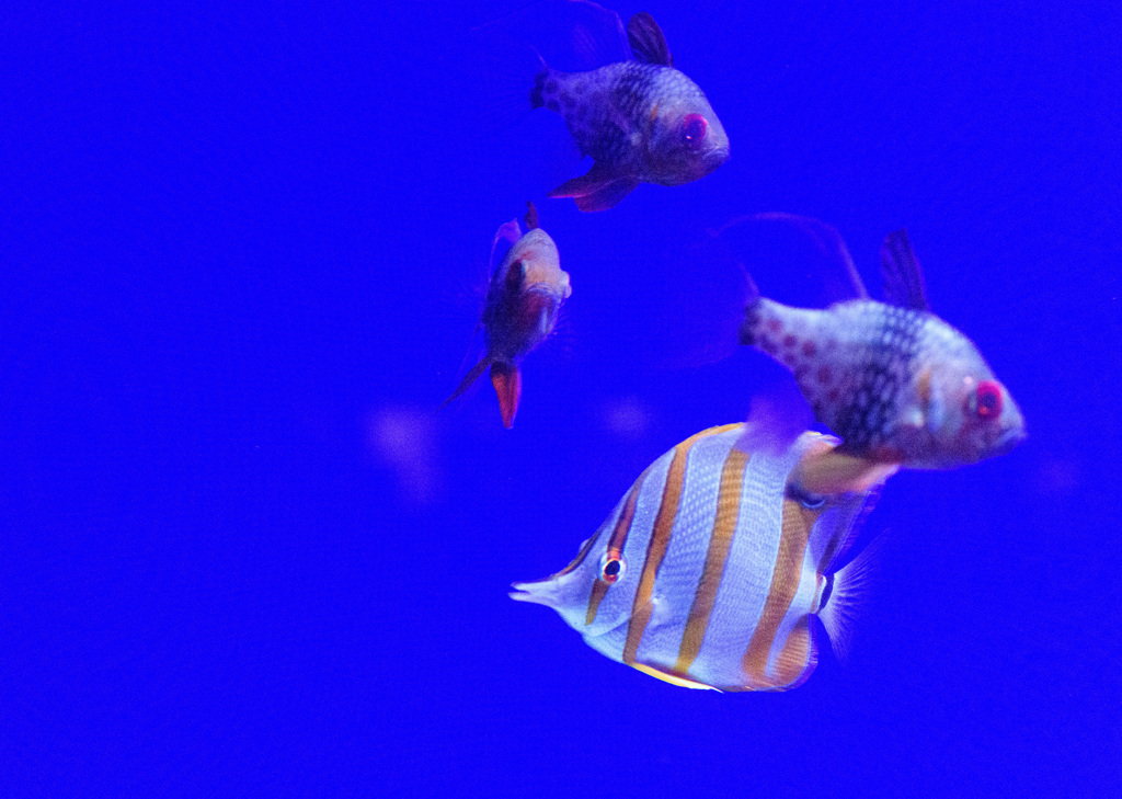 癒しの水族館２