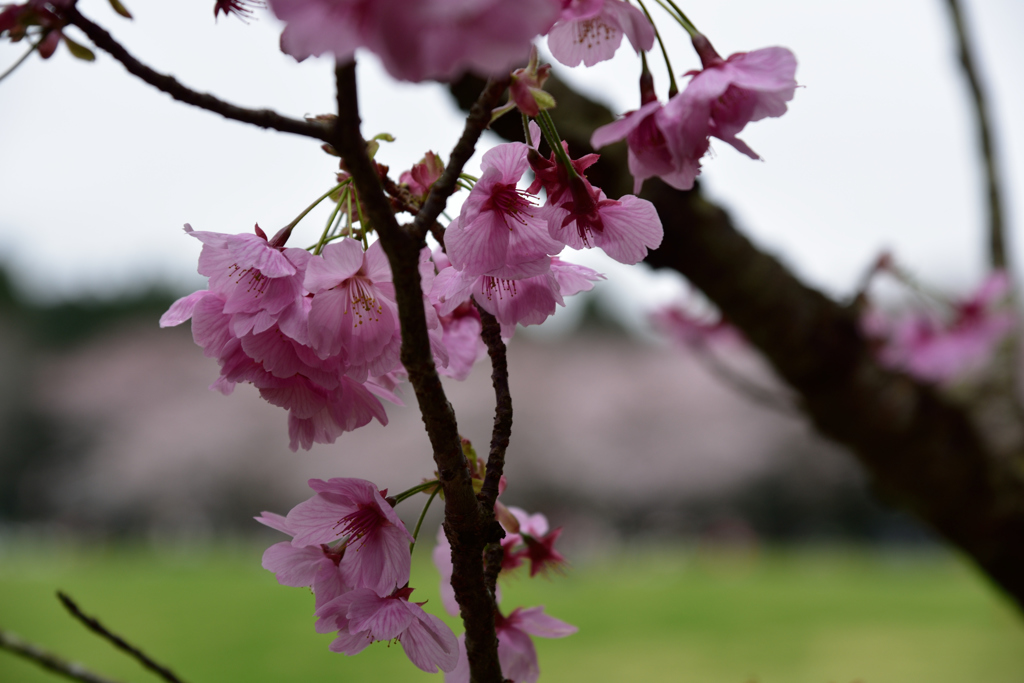 泉自然公園の桜５