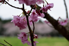 泉自然公園の桜５