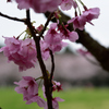 泉自然公園の桜５