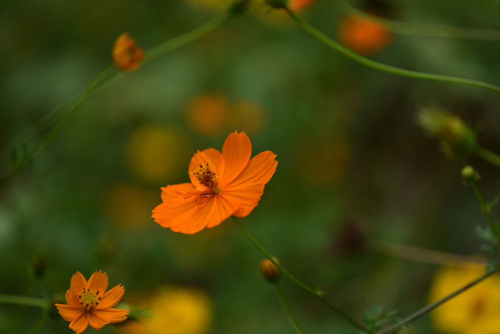 残暑の公園の花５