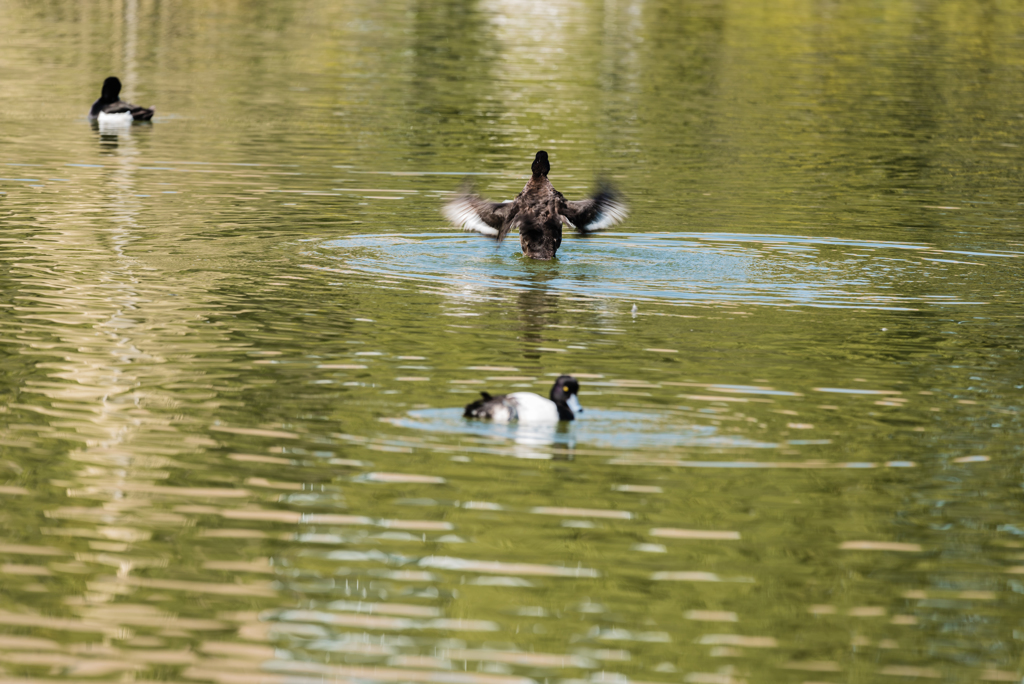 清澄庭園の鳥たち１