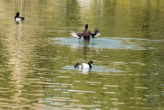 清澄庭園の鳥たち１