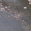 石神井川の桜