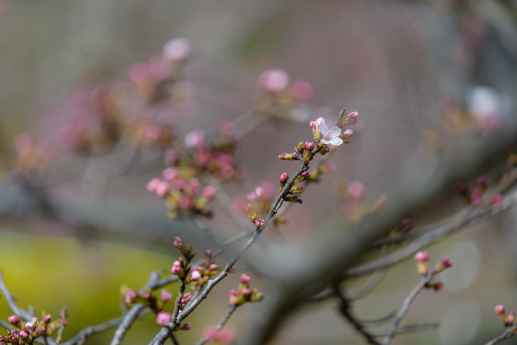 桜の開花進む千葉公園４
