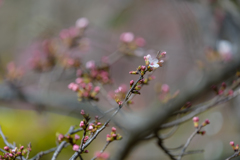 桜の開花進む千葉公園４