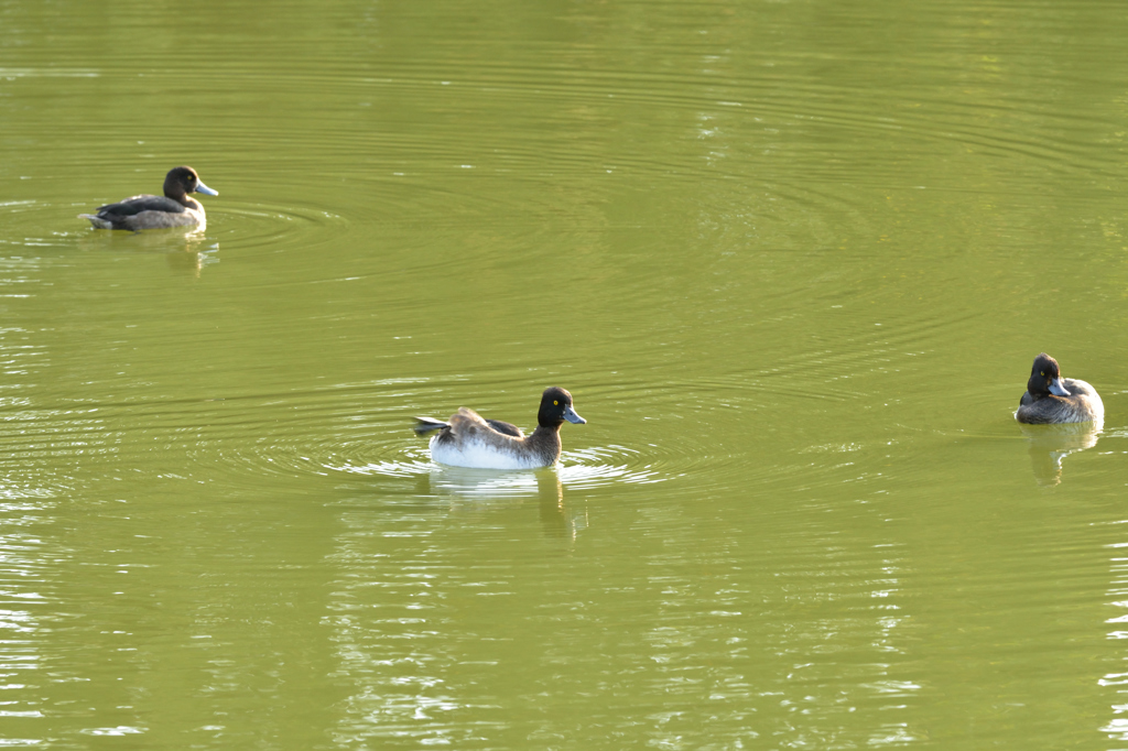 千葉公園の秋の鳥たち５