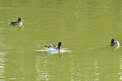 千葉公園の秋の鳥たち５