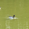 千葉公園の秋の鳥たち５