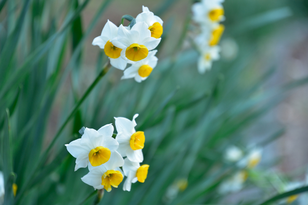 新春の公園の花々２