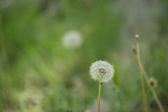 ５月の公園７