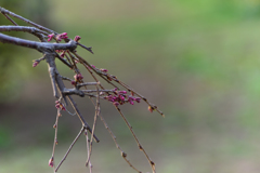 オールドレンズで春を撮る８