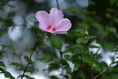 残暑の公園の花１