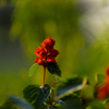 光に映える花