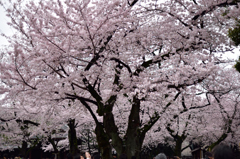 靖国神社の桜３