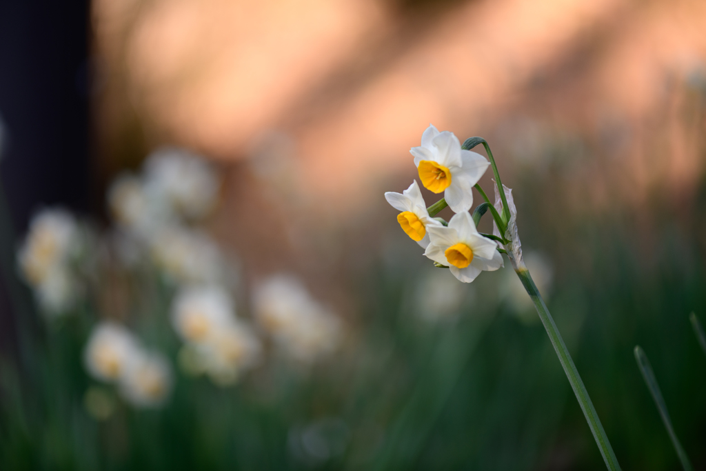 冬を彩る花２