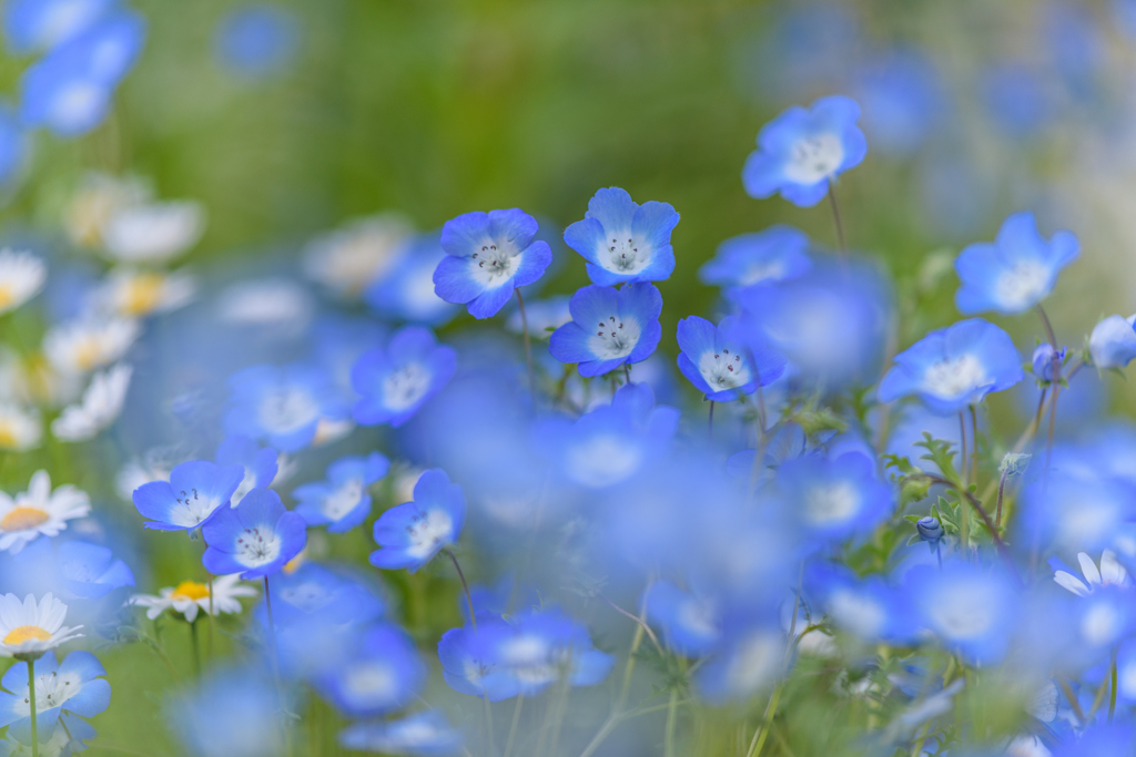 コロナ下の公園の花たち１