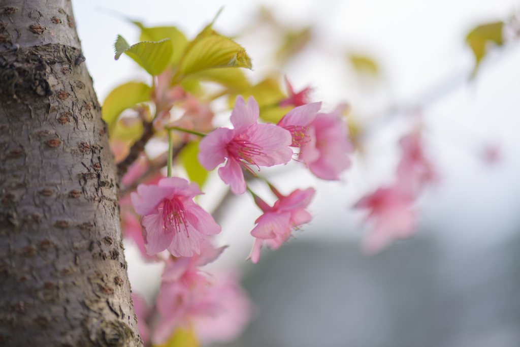 春寒の公園で８