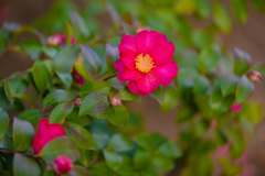 冬を彩る花７