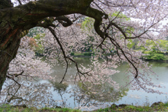 新宿御苑の桜８