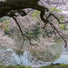 新宿御苑の桜８