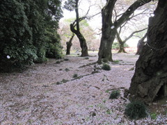 桜の絨毯