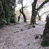 桜の絨毯