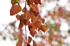 紅葉のびやか