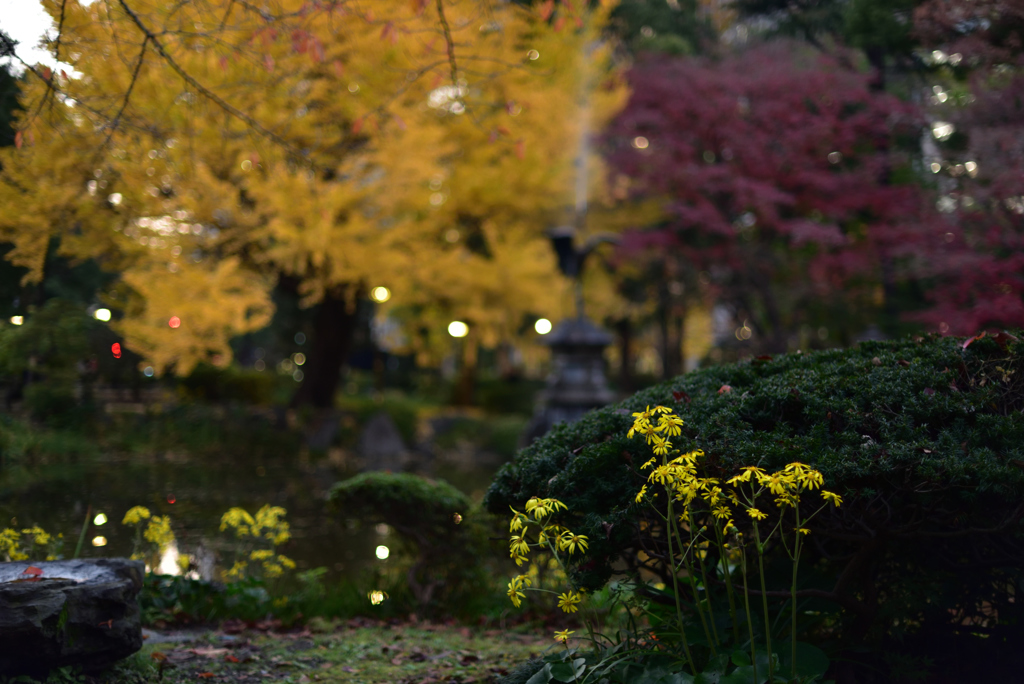 日比谷公園夕景２