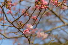 早く行き過ぎた河津桜まつり４