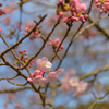早く行き過ぎた河津桜まつり４