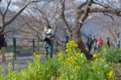 早く行き過ぎた河津桜まつり７