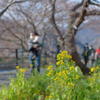 早く行き過ぎた河津桜まつり７