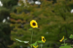 残暑の公園の花４