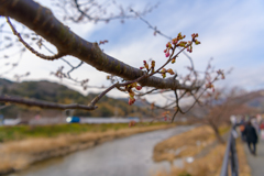 早く行き過ぎた河津桜まつり１