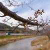 早く行き過ぎた河津桜まつり１
