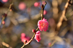 新春の公園の花々６