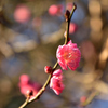 新春の公園の花々６