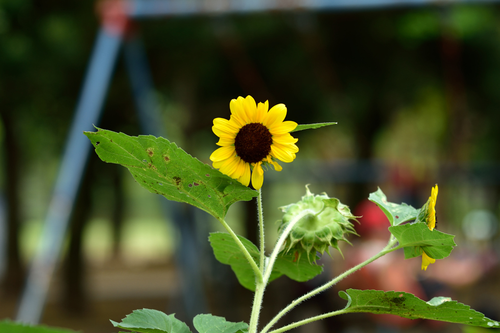 夏の千葉公園に健気に咲く花３