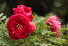 立てば芍薬、座れば牡丹１