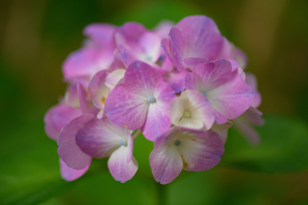 紫陽花いろいろ６