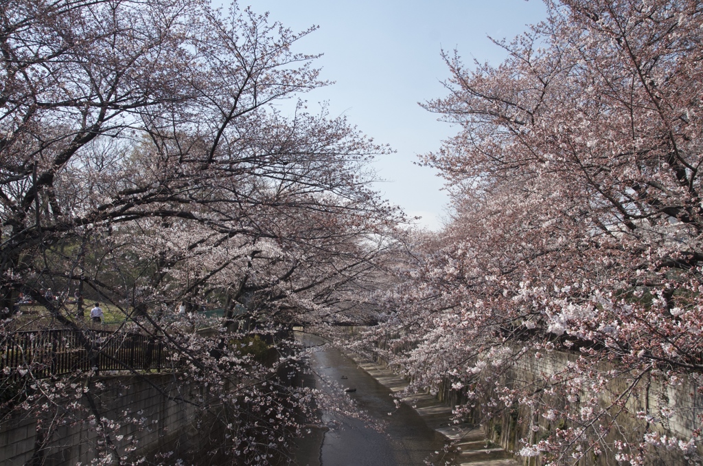 石神井川の桜