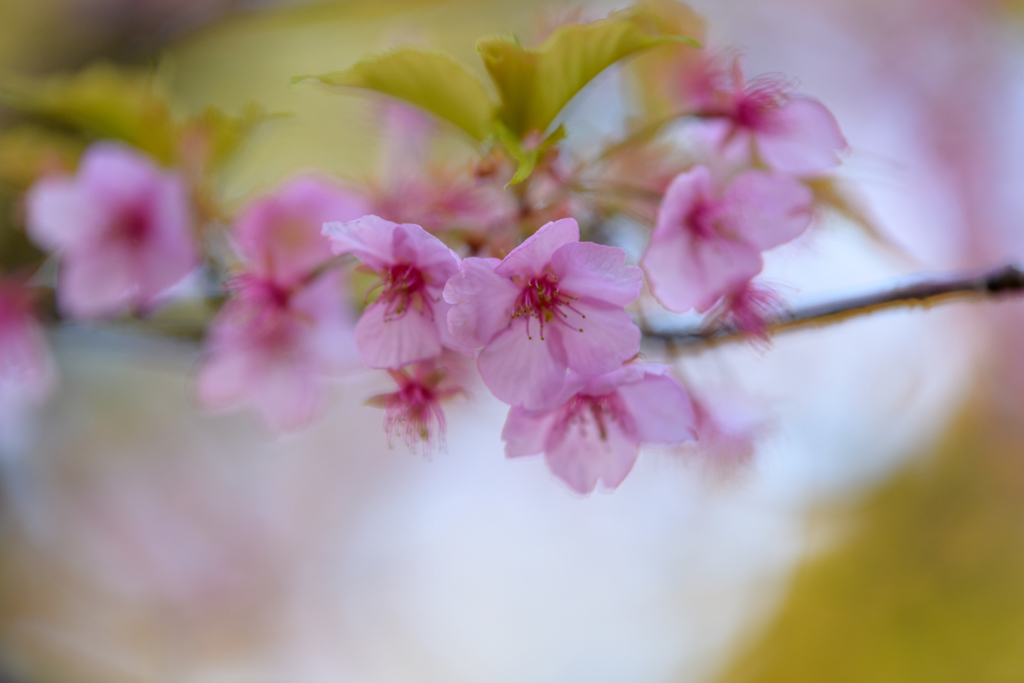 桜を愛でる３