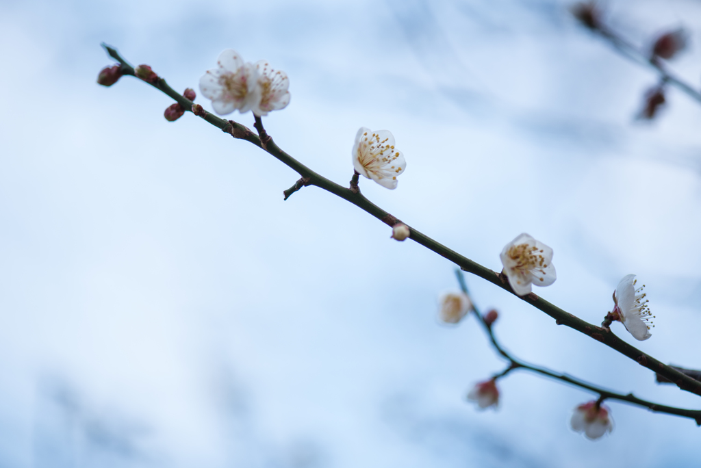 厳冬に咲く花〜白梅２